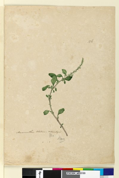 पृष्ठ 156. अमरनाथस ब्लिटम, c.1803-06 (wc, pen, स्याही और पेंसिल) द्वारा जॉन विलियम लेविन
