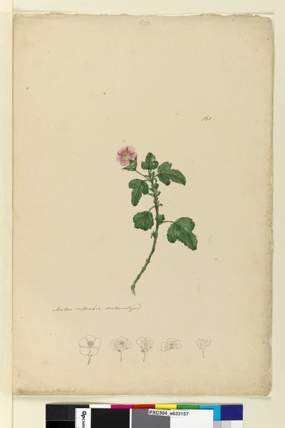 पृष्ठ 161. मालवा कैपेंसिस, c.1803-06 (wc, pen, ink and pencil) द्वारा जॉन विलियम लेविन