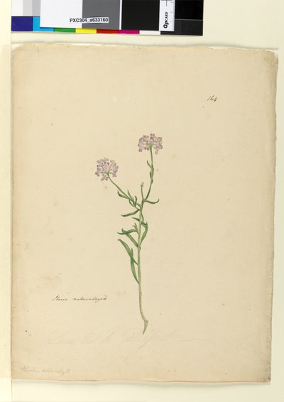 पृष्ठ 164. Iberis प्राकृतिक, c.1803-06 (wc, कलम, स्याही और पेंसिल) द्वारा जॉन विलियम लेविन
