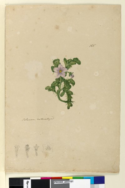 पृष्ठ 165. सोलनम प्राकृतिक, c.1803-06 (wc, कलम, स्याही और पेंसिल) द्वारा जॉन विलियम लेविन