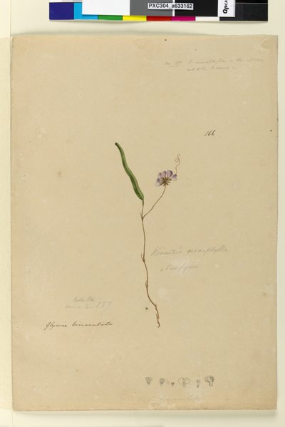 पृष्ठ 166. केनेडिया मोनोफिला वार्डेनबर्गिया वायलासिया, c.1803-06 (wc, pen, ink and p पेंसिल) द्वारा जॉन विलियम लेविन