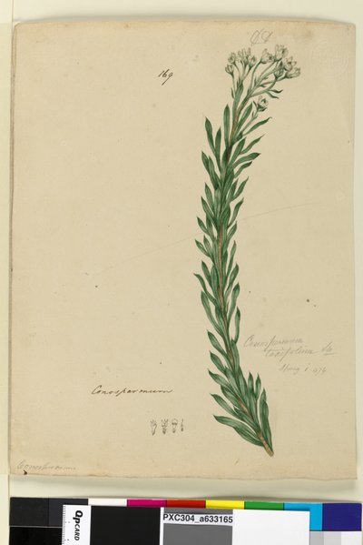 पृष्ठ 169. कोनोस्पर्म टैक्सीफोलियम, c.1803-06 (wc, pen, ink and pencil) द्वारा जॉन विलियम लेविन