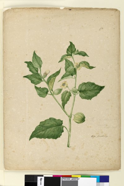 पृष्ठ 172. फिजिसिस एडुलिस, c.1803-06 (wc, pen, ink and pencil) द्वारा जॉन विलियम लेविन