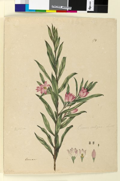 पृष्ठ 174. क्राउन सैलिग्ना, c.1803-06 (डब्ल्यूसी, पेन, स्याही और पेंसिल) द्वारा जॉन विलियम लेविन