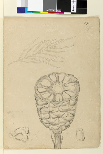 पेज 178 बी। सर्पिलिस, c.1803-06 (wc, pen, ink and pencil) द्वारा जॉन विलियम लेविन