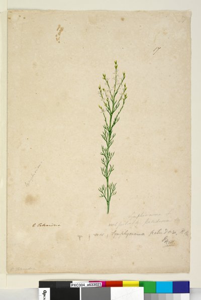 पृष्ठ 17. सिम्फिओनिमा पलुडोसम, c.1803-06 (डब्ल्यूसी, पेन, स्याही और पेंसिल) द्वारा जॉन विलियम लेविन