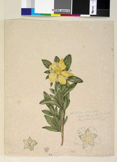 पृष्ठ 181. हिबर्टिया वोलुबिलिस हिबर्टिया स्कैंडेन्स, c.1803-06 (wc, pen, ink and pencil) द्वारा जॉन विलियम लेविन