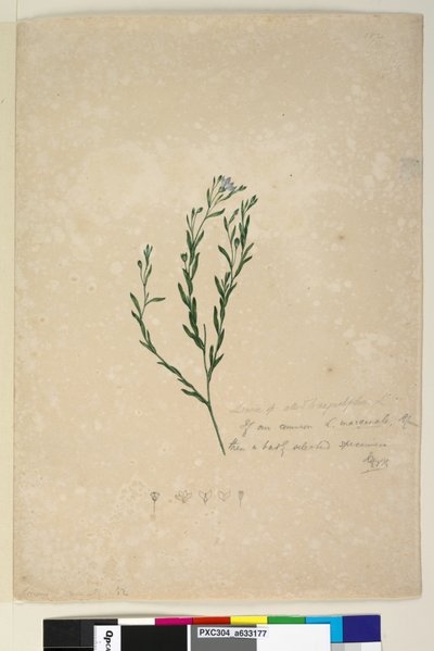 पृष्ठ 182. लिनुम ने एगुस्टिफ़ोलियम, c.1803-06 (wc, pen, ink and pencil) से संबद्ध द्वारा जॉन विलियम लेविन