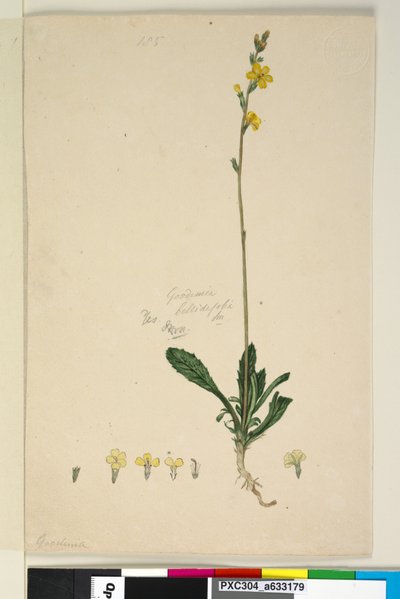 पृष्ठ 185. गुडेनिया बेलिडिफोलिया, c.1803-06 (wc, pen, ink and pencil) द्वारा जॉन विलियम लेविन