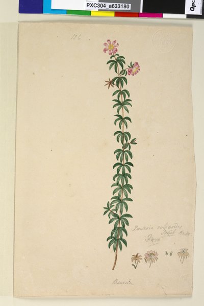 पृष्ठ 186. बाउरा रुबियोइड्स, c.1803-06 (wc, pen, इंक और पेंसिल) द्वारा जॉन विलियम लेविन
