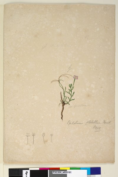 पृष्ठ 187. एपिलोबियम ग्लोबेलम, c.1803-06 (wc, pen, ink and pencil) द्वारा जॉन विलियम लेविन