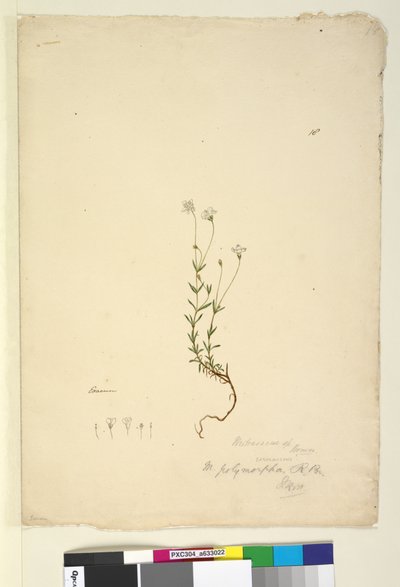 पृष्ठ 18. मित्रासेम पॉलीमोरफा, c.1803-06 (wc, pen, इंक और पेंसिल) द्वारा जॉन विलियम लेविन