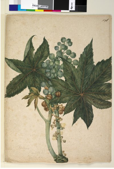 पृष्ठ 196. रिकिनस रिकिनस कम्युनिस, c.1803-06 (डब्ल्यूसी, पेन, स्याही और पेंसिल) द्वारा जॉन विलियम लेविन