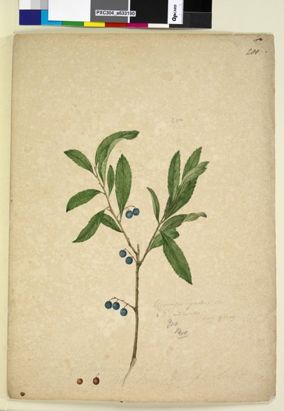 पृष्ठ 200. एलाओकार्पस रेटिकुलटस, c.1803-06 (डब्ल्यूसी, पेन, स्याही और पेंसिल) द्वारा जॉन विलियम लेविन