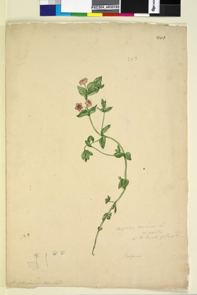 पृष्ठ 203. एनगैलिस एरेविंस, c.1803-06 (डब्ल्यूसी, पेन, स्याही और पेंसिल) द्वारा जॉन विलियम लेविन