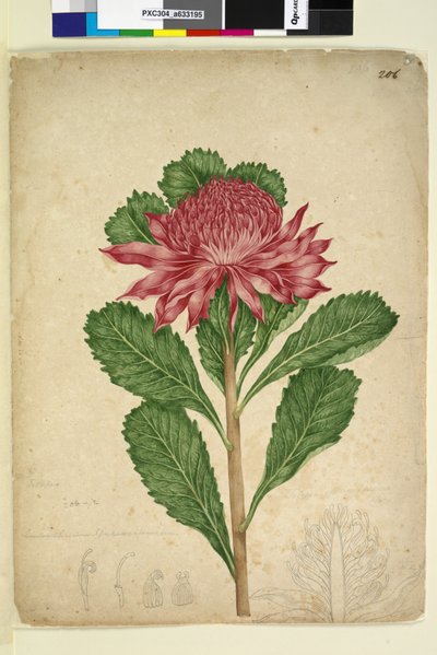 पृष्ठ 206. टेलोपिया स्पेसियोसिमा, c.1803-06 (wc, pen, इंक और पेंसिल) द्वारा जॉन विलियम लेविन