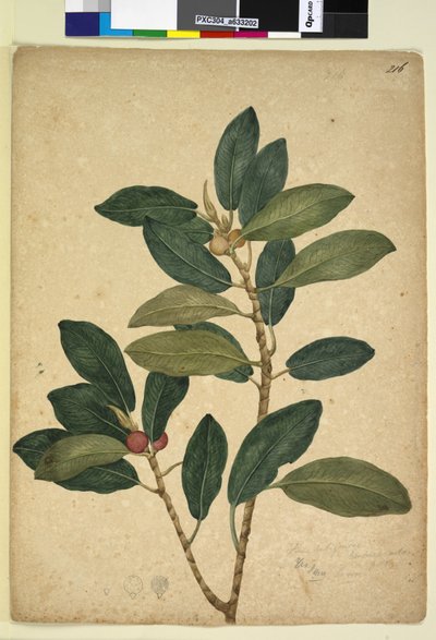 पृष्ठ 216. फ़िकस रूबिगिनोसा, c.1803-06 (wc, pen, स्याही और पेंसिल) द्वारा जॉन विलियम लेविन