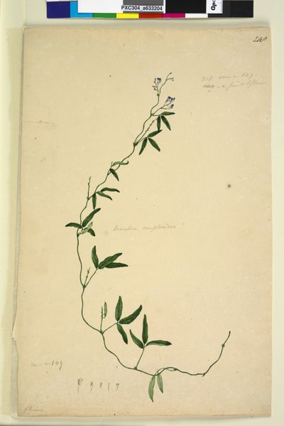 पृष्ठ 218. केनेडिया कॉम्पटनियाना हार्डबर्गिया कॉम्पटनियाना, c.1803-06 (wc, pen, ink and पेंसिल) द्वारा जॉन विलियम लेविन