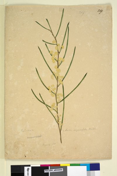 पृष्ठ 219. बबूल अंगुष्ठिका, c.1803-06 (wc, pen, ink and pencil) द्वारा जॉन विलियम लेविन