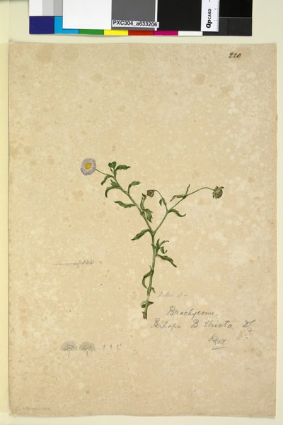पृष्ठ 220. ब्राचिओम मल्टीफ़ीडा, c.1803-06 (wc, pen, स्याही और पेंसिल) द्वारा जॉन विलियम लेविन