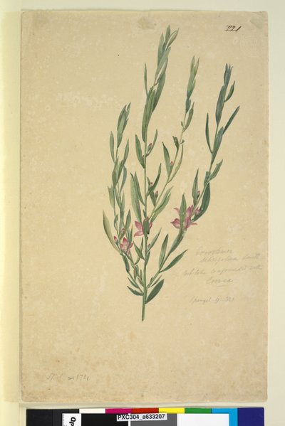 पृष्ठ 221. एरियोस्टेमॉन, c.1803-06 (डब्ल्यूसी, पेन, स्याही और पेंसिल) द्वारा जॉन विलियम लेविन