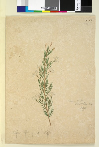 पृष्ठ 226. रिकिनोकार्पस पिनिफ़ोलियस, c.1803-06 (wc, pen, स्याही और पेंसिल) द्वारा जॉन विलियम लेविन