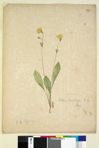 पृष्ठ 227. वेलेरिया विरोधाभास, c.1803-06 (wc, pen, स्याही और पेंसिल) द्वारा जॉन विलियम लेविन