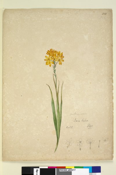 पृष्ठ 232. Ixia lutea, c.1803-06 (wc, pen, ink and pencil) द्वारा जॉन विलियम लेविन