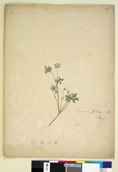 पृष्ठ 237. जेरियम पाइलोसम, c.1803-06 (wc, pen, ink and pencil) द्वारा जॉन विलियम लेविन