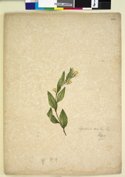 पृष्ठ २३ ov। गुदेनिया ओवेटा, c.1803-06 (wc, pen, ink and pencil) द्वारा जॉन विलियम लेविन