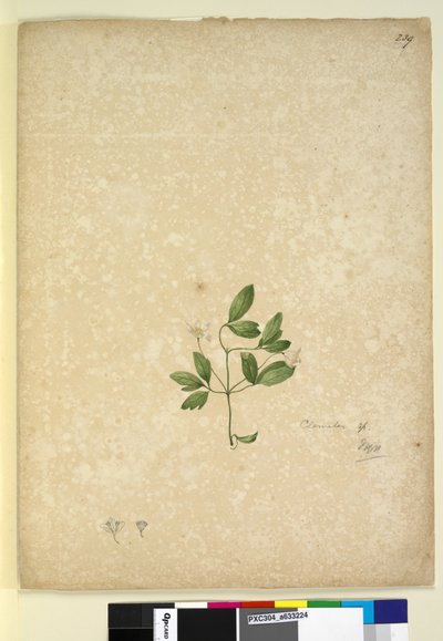 पृष्ठ 239. क्लेमाटिस, c.1803-06 (wc, कलम, स्याही और पेंसिल) द्वारा जॉन विलियम लेविन