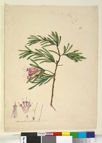 पृष्ठ 23. लाम्बर्टिया फॉर्मोसा, c.1803-06 (wc, pen, स्याही और पेंसिल) द्वारा जॉन विलियम लेविन