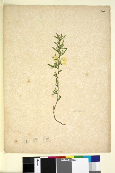 पृष्ठ 242. हिब्बर्टा, c.1803-06 (wc, कलम, स्याही और पेंसिल) द्वारा जॉन विलियम लेविन