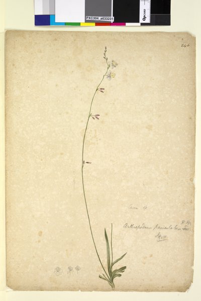 पृष्ठ 246. आर्थ्रोपोडियम पैनिकुलटम, c.1803-06 (wc, pen, स्याही और पेंसिल) द्वारा जॉन विलियम लेविन