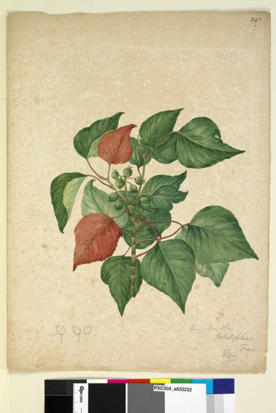 पृष्ठ 247. होमोलैंथस पॉपुलिफ़ोलिअस ओमालैंथस पॉपुलिफ़ोलिअस, c.1803-06 (डब्ल्यूसी, कलम, स्याही और पेंसिल) द्वारा जॉन विलियम लेविन
