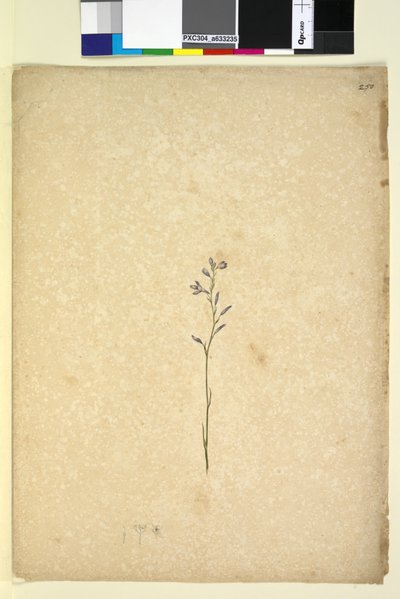 पृष्ठ 250. अज्ञात पौधा, c.1803-06 (wc, pen, ink and pencil) द्वारा जॉन विलियम लेविन