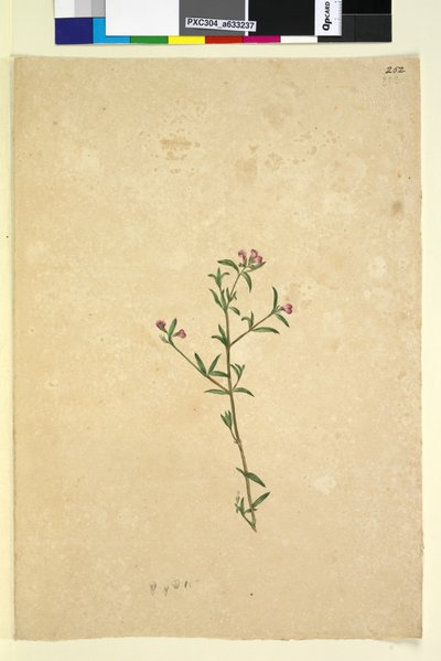 पृष्ठ 252. अज्ञात पौधा, c.1803-06 (wc, pen, ink and pencil) द्वारा जॉन विलियम लेविन