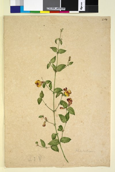 पृष्ठ 254. प्लैटाइलोबियम, c.1803-06 (wc, pen, स्याही और पेंसिल) द्वारा जॉन विलियम लेविन