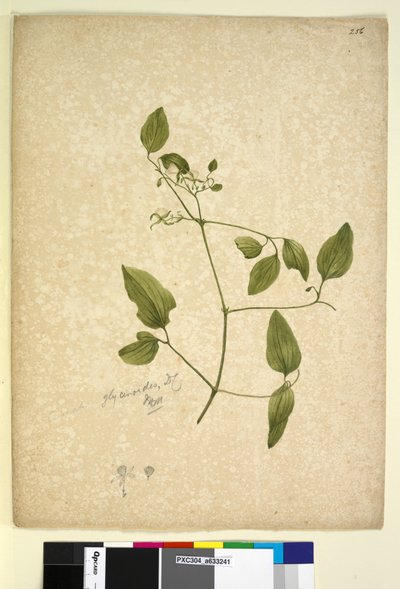 पृष्ठ 256. क्लेमाटिस ग्लाइकिनोइड्स, c.1803-06 (wc, pen, ink and pencil) द्वारा जॉन विलियम लेविन