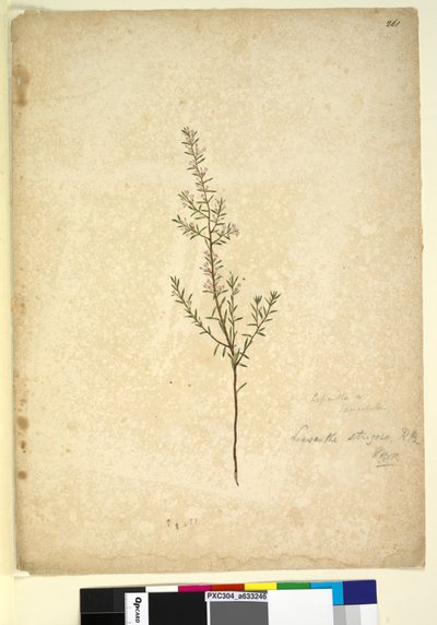 पृष्ठ 261. लिसेन्थे स्ट्रिगोसा, c.1803-06 (wc, pen, ink and pencil) द्वारा जॉन विलियम लेविन