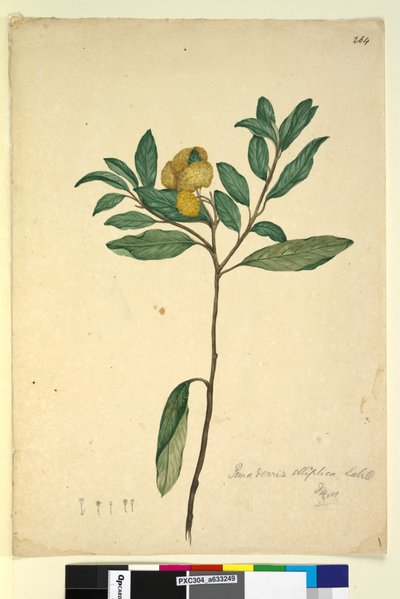 पृष्ठ 264. पोमाडेरिस एलिप्टिका, c.1803-06 (wc, pen, ink and pencil) द्वारा जॉन विलियम लेविन