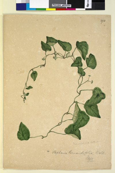 पृष्ठ 270. स्टेफ़ानिया हर्नांडिफ़ोलिया, c.1803-06 (wc, pen, ink and pencil) द्वारा जॉन विलियम लेविन