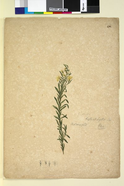 पृष्ठ 272. गुडेनिया हेट्रोफिला, c.1803-06 (डब्ल्यूसी, पेन, स्याही और पेंसिल) द्वारा जॉन विलियम लेविन
