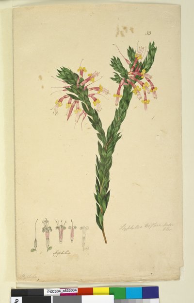 पृष्ठ 33. स्टेफेलिया ट्राइफ्लोरा, c.1803-06 (wc, pen, ink and pencil) द्वारा जॉन विलियम लेविन