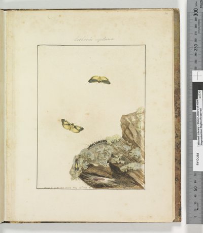 पृष्ठ 39. प्लेट 10 लिथोसा रेप्लाना, 1803-04 (हाथ से रंगीन नक़्क़ाशीदार प्रिंट) द्वारा जॉन विलियम लेविन