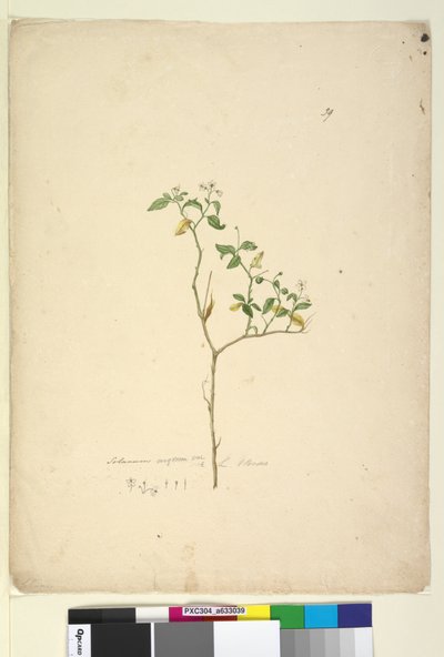 पृष्ठ 39. सोलनम निगम, c.1803-06 (wc, pen, स्याही और पेंसिल) द्वारा जॉन विलियम लेविन
