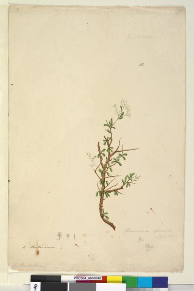 पृष्ठ 42. बर्सारिया स्पिनोसा, c.1803-06 (wc, pen, ink and pencil) द्वारा जॉन विलियम लेविन