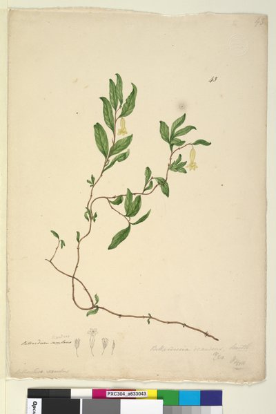 पृष्ठ 43. बिलार्डिएरा स्कैंडेन्स, c.1803-06 (wc, pen, ink and pencil) द्वारा जॉन विलियम लेविन
