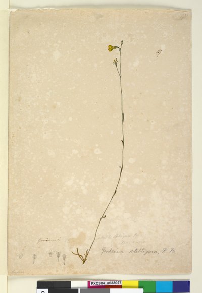 पृष्ठ 47. गुडेनिया स्टेलिंगेरा, c.1803-06 (wc, pen, ink and pencil) द्वारा जॉन विलियम लेविन
