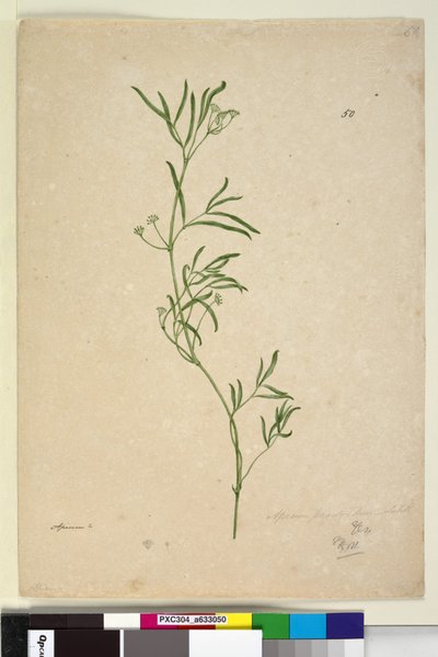 पृष्ठ 50. अपियम, c.1803-06 (wc, pen, स्याही और पेंसिल) द्वारा जॉन विलियम लेविन